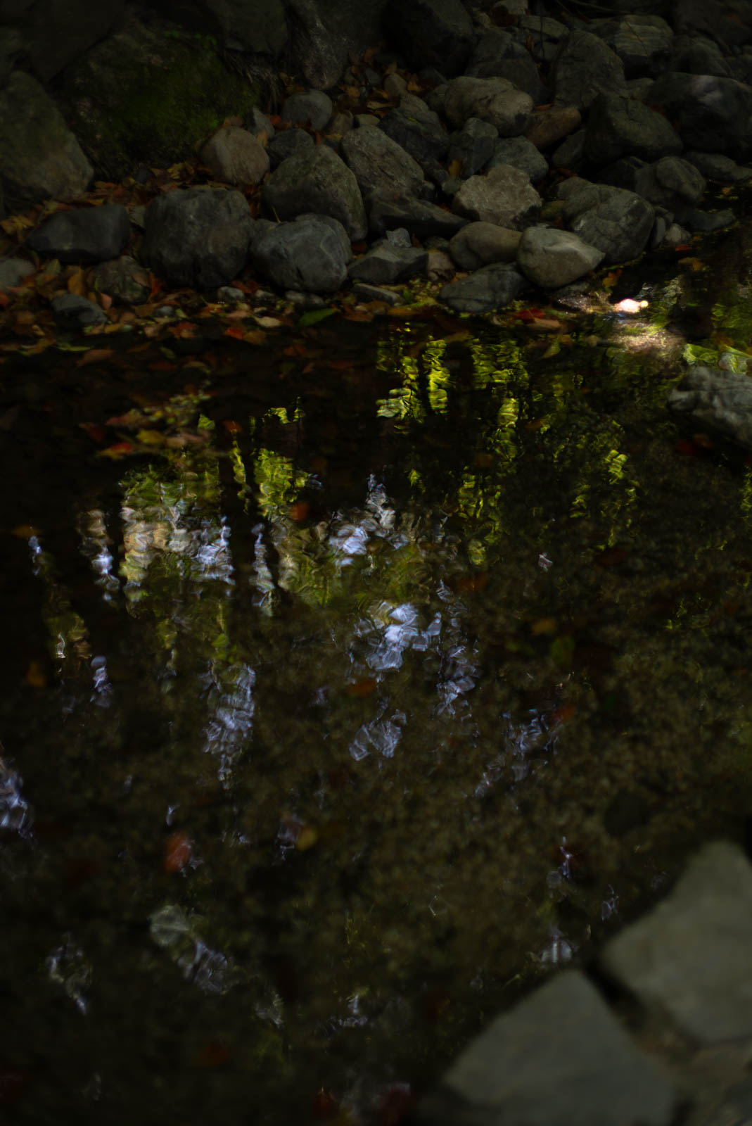 糺の森 – 水面
