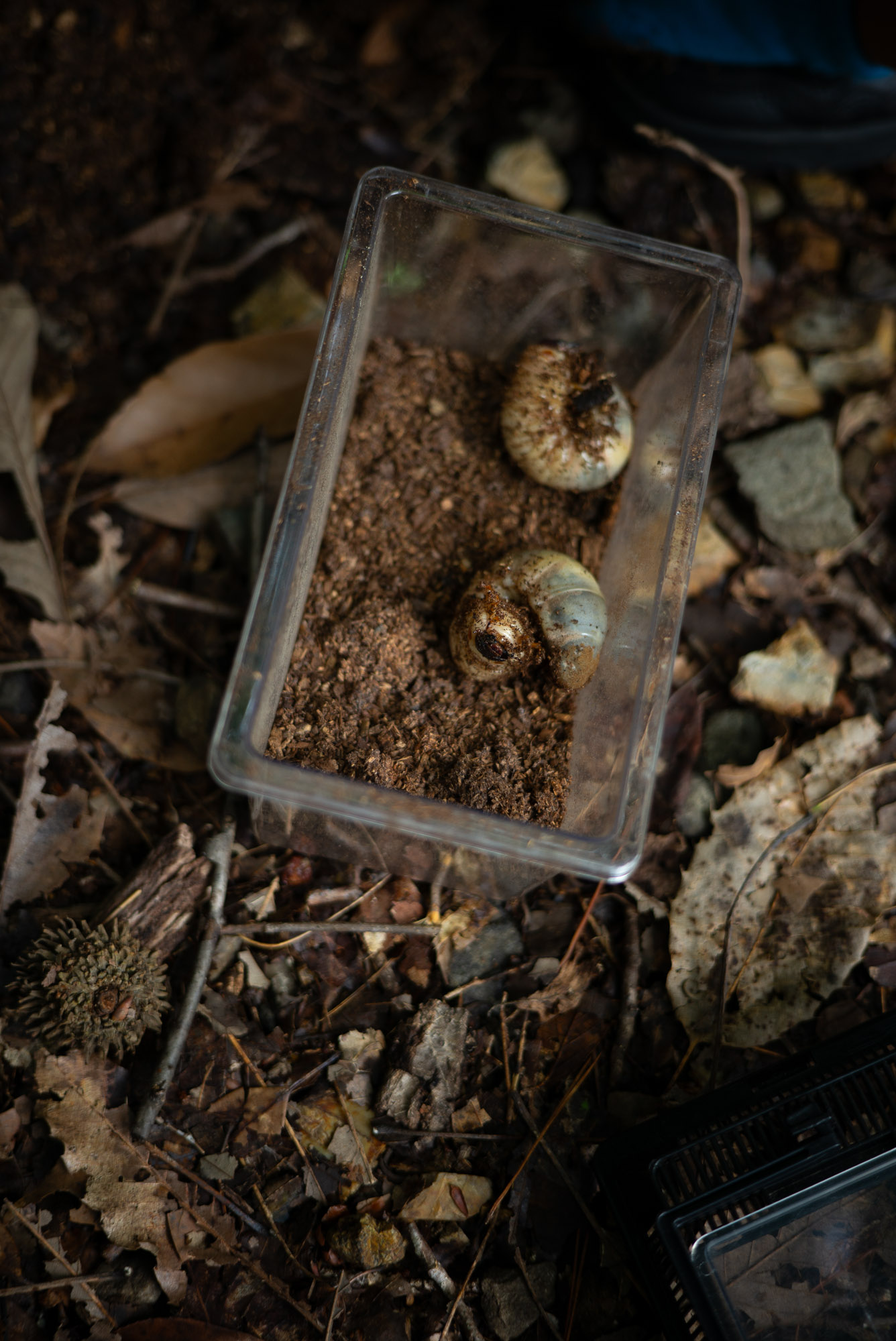 カブトムシの幼虫