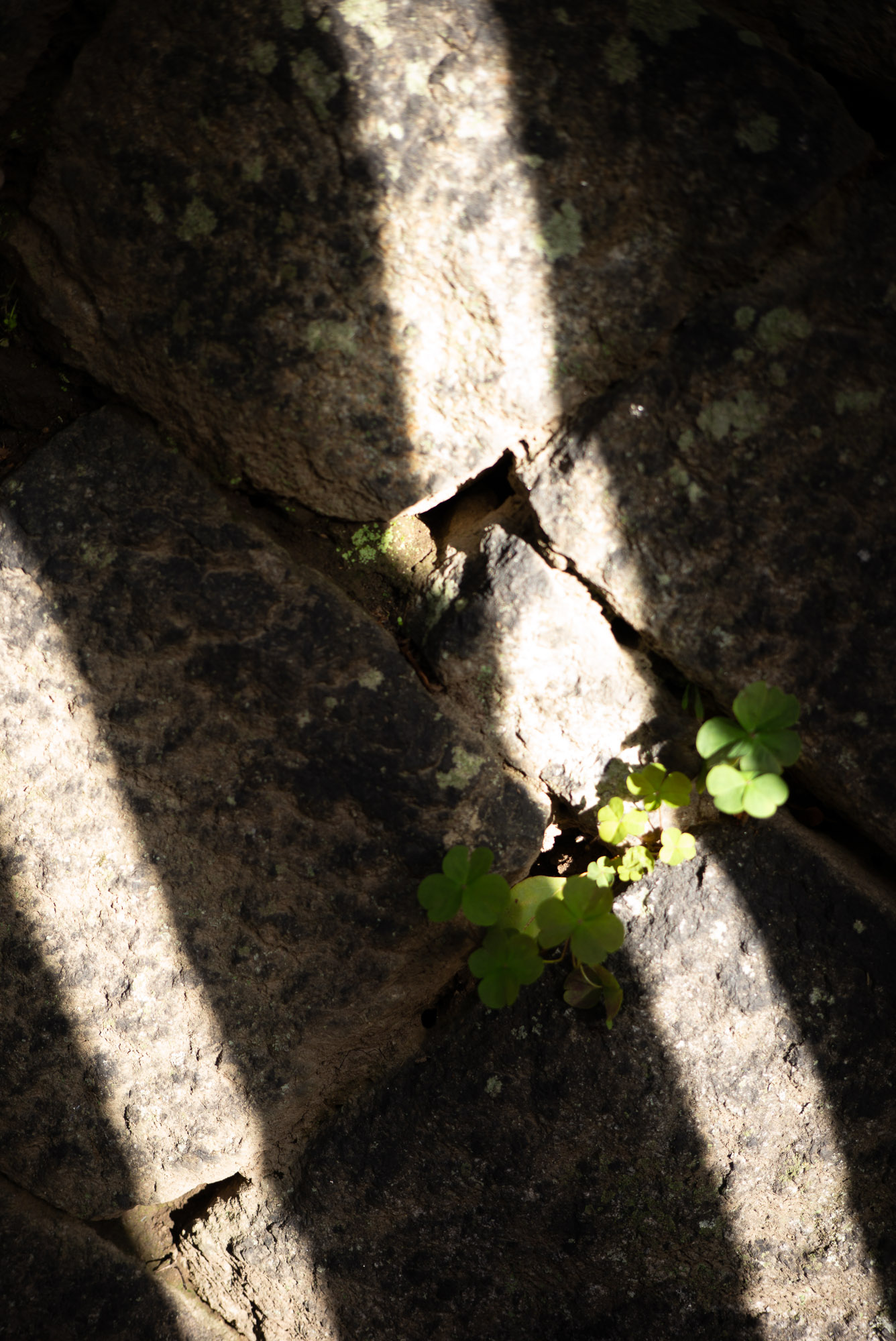 クローバー家族