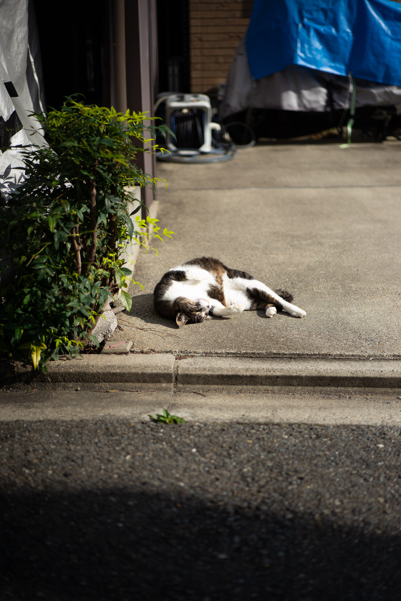 道端で会った猫
